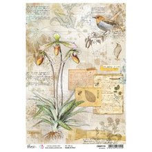 Ciao Bella Codex Junk Bundle