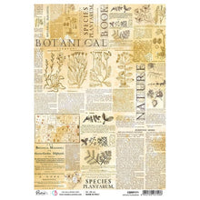 Ciao Bella Codex Junk Bundle