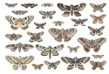 Tim Holtz - Idea-ology - Transparencies - Halloween Moths 26 pieces